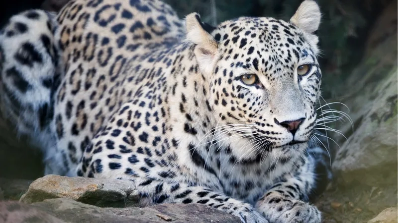 Báo đốm loài săn mồi bậc thầy với kỹ năng rình mồi siêu việt