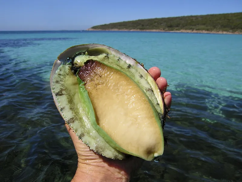 Khám phá bào ngư có tác dụng gì cho cơ thể