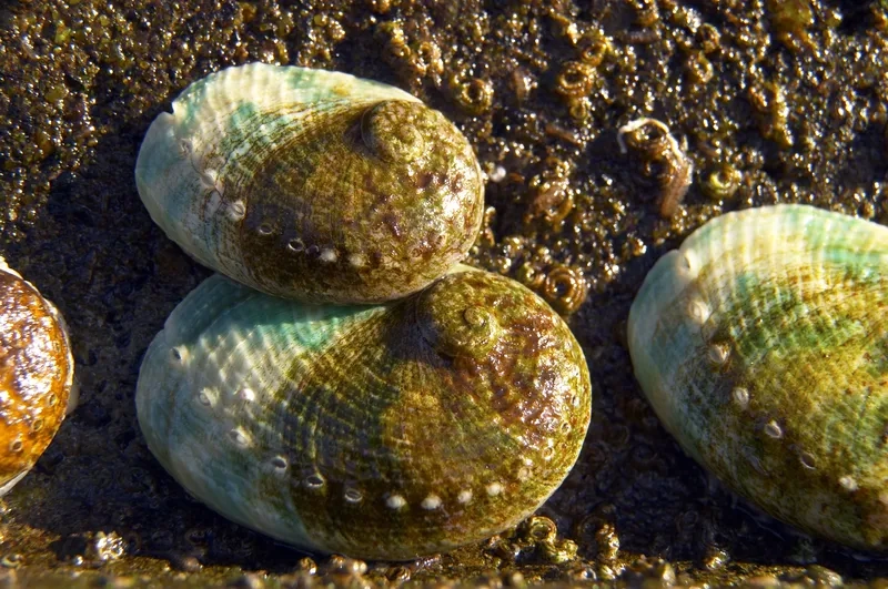 Bào ngư trong ẩm thực tạo hương vị đặc biệt