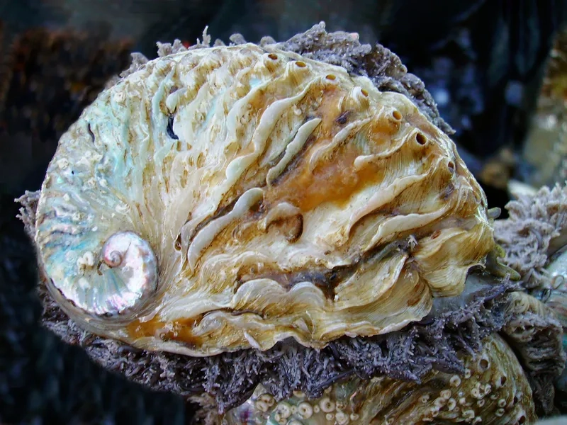 Bào ngư bổ dưỡng giúp tăng sức đề kháng