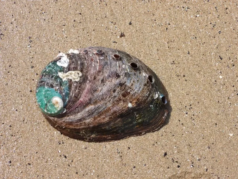 Bào ngư làm quà biếu sang trọng và ý nghĩa