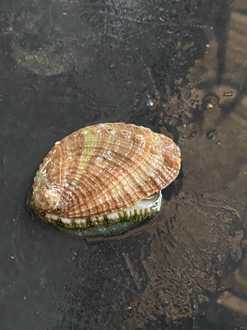 Bào ngư và sức đề kháng giúp cơ thể khỏe mạnh