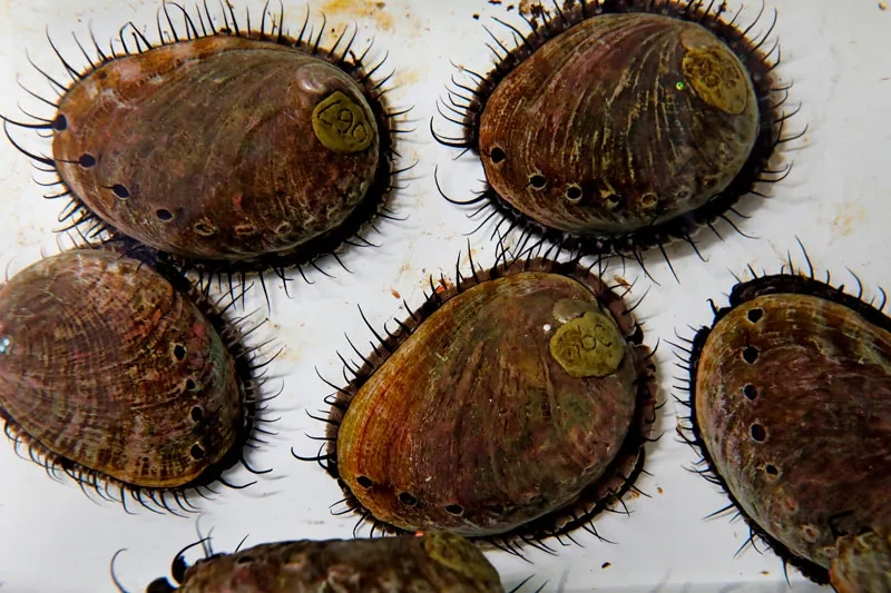 Bào ngư tăng cường sinh lực cho người trưởng thành