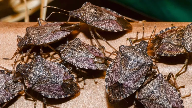 Bọ xít bị thu hút bởi gì và cách hạn chế tiếp xúc