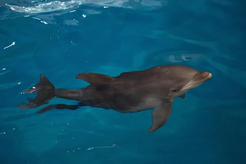 Ngắm cá heo mũi chai hình ảnh sống động