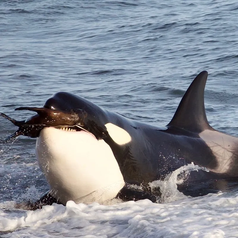 Blackfish killer whale ghi lại hành vi săn mồi
