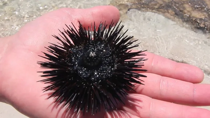 Hình ảnh cầu gai biển sống giữa san hô đầy màu sắc