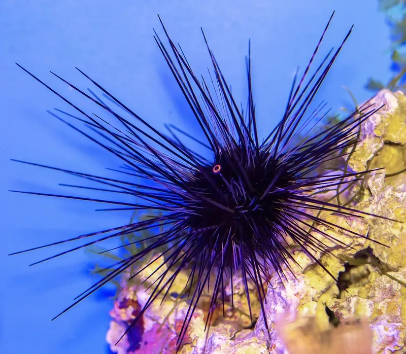 Khám phá cầu gai ăn gì để duy trì vòng đời sinh học