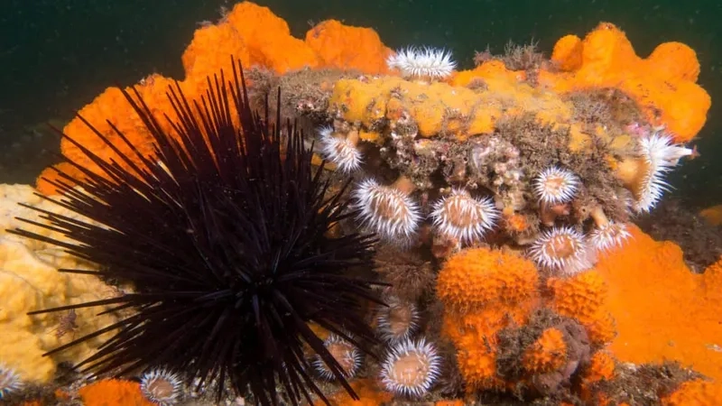 Hình ảnh con cầu gai đầy gai nhọn và sắc màu biển