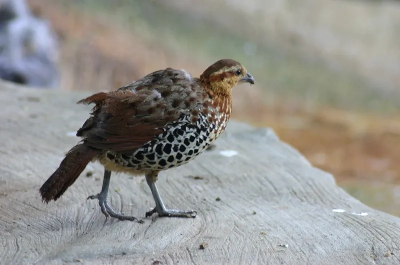 Chim gà so và văn hóa dân gian Việt Nam gắn liền truyền thuyết