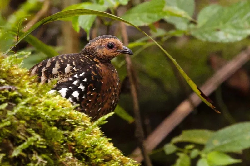 Chim gà so phân bố khu vực nào nổi bật ở Đông Nam Á