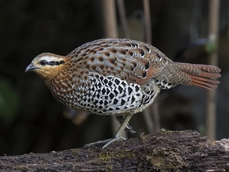 Chim gà so có vai trò gì trong hệ sinh thái rừng Việt