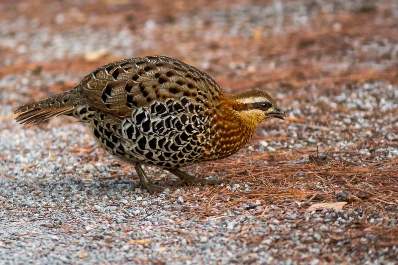 Chim gà so và môi trường sống xanh quan trọng của rừng Việt