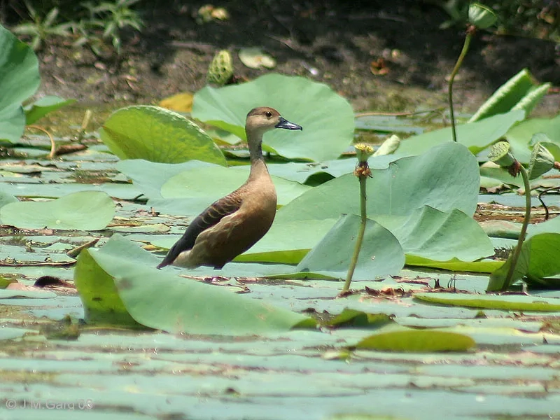 Tìm hiểu chim le le sống ở đâu trong rừng Việt