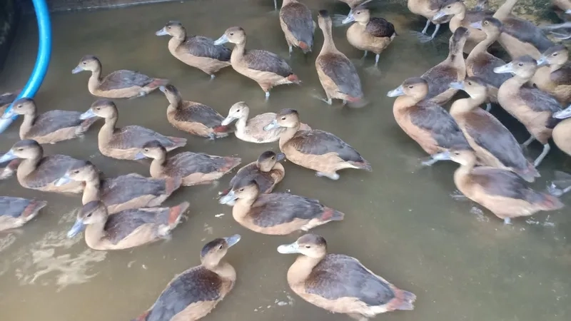 Chim le le phân bố vùng nào tại các tỉnh miền Bắc