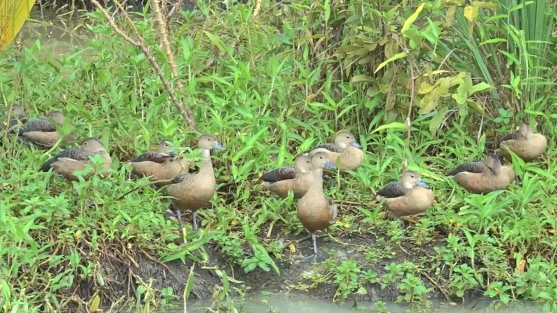 Chim le le và hệ sinh thái góp phần đa dạng sinh học
