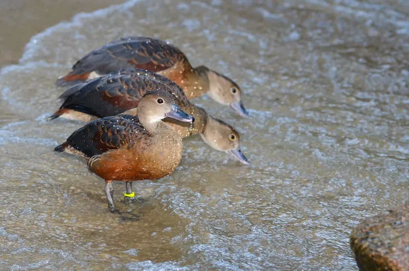 Chim le le và đa dạng sinh học trong các khu bảo tồn Việt