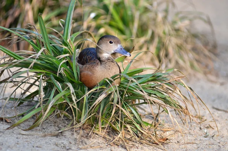 Chim le le ở đồng bằng thường bay theo đàn vào buổi sáng