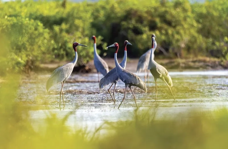 Bạn có biết chim sếu đầu đỏ có nguy hiểm không