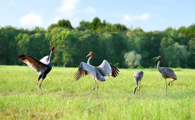 Tìm hiểu chim sếu đầu đỏ biểu tượng gì trong văn hóa