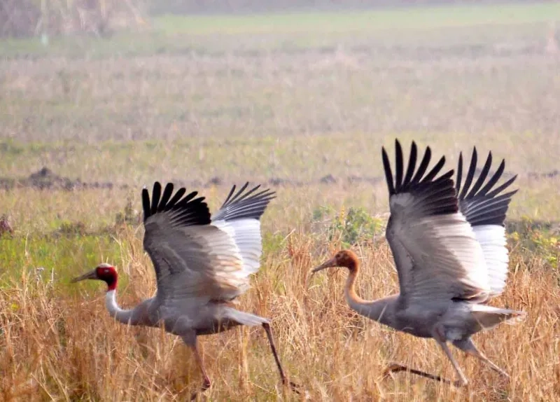 Khám phá tập tính sinh học của chim sếu đầu đỏ