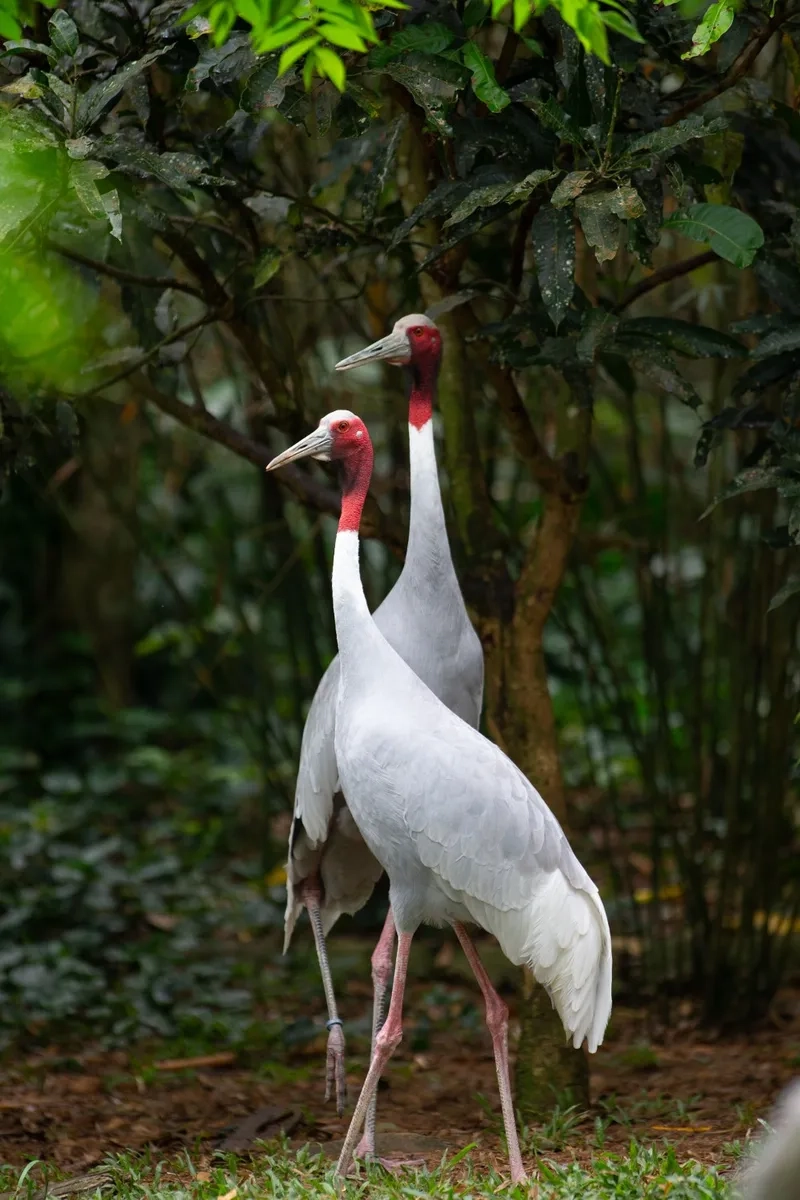 Chim sếu đầu đỏ ý nghĩa phong thủy may mắn