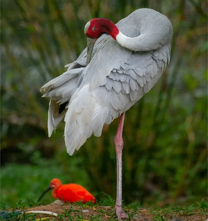 Khám phá chim sếu đầu đỏ là gì trong thiên nhiên