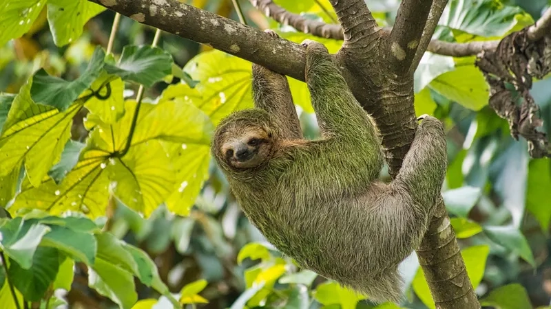 Tìm hiểu con lười sống ở đâu trong rừng nhiệt đới