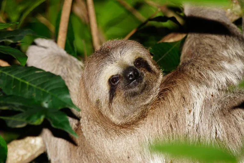 Khám phá con lười di chuyển như thế nào trên cây