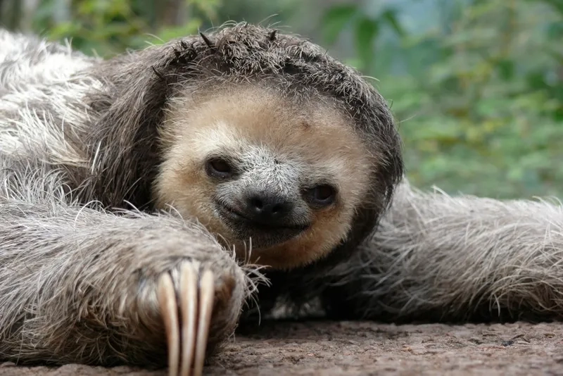 Khám phá con lười có thông minh không qua hành vi hàng ngày