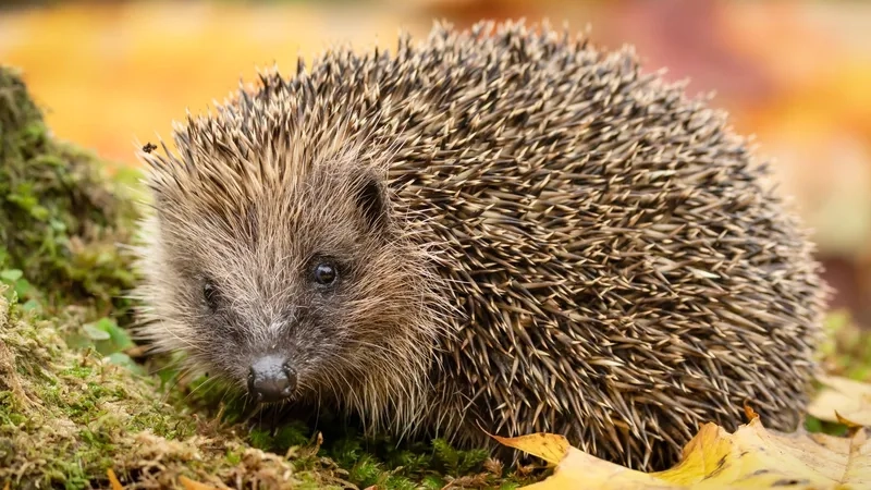 Khám phá nhím là con gì trong tự nhiên Việt Nam