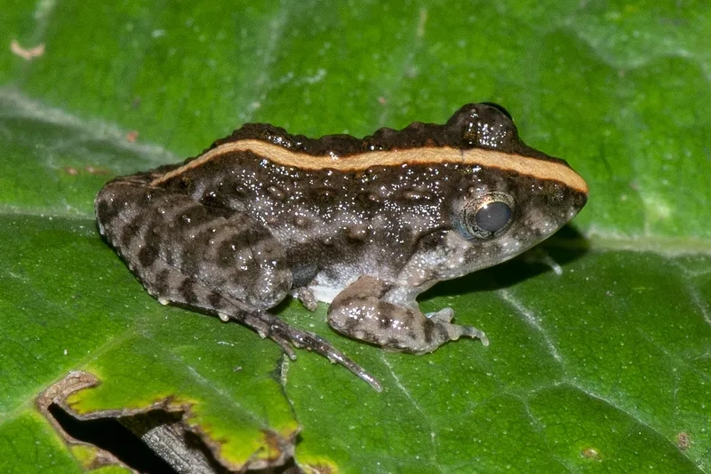 Khám phá nhái bén bụng trắng là gì trong tự nhiên