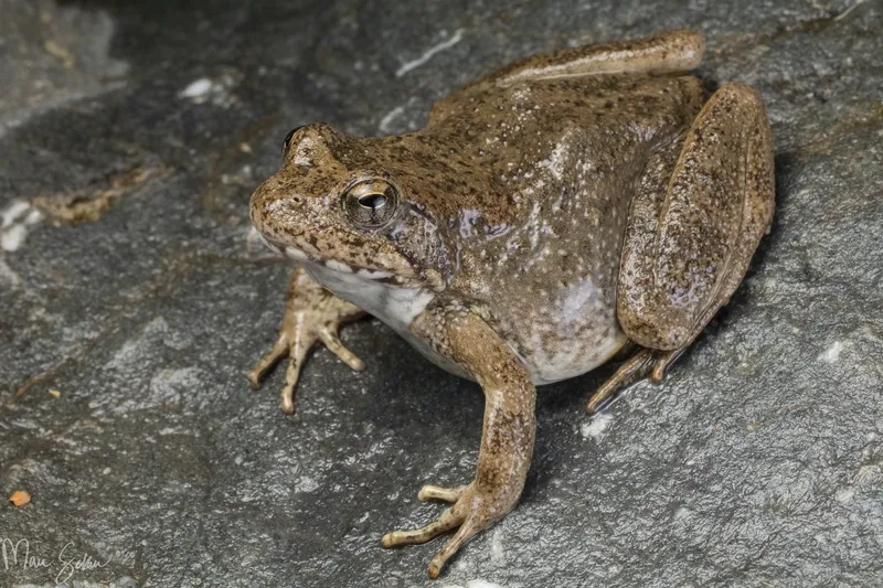 So sánh ếch đồng và ếch nuôi trong đồng ruộng