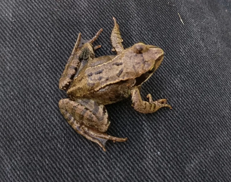 Tìm hiểu ếch đồng có độc không cho người chơi