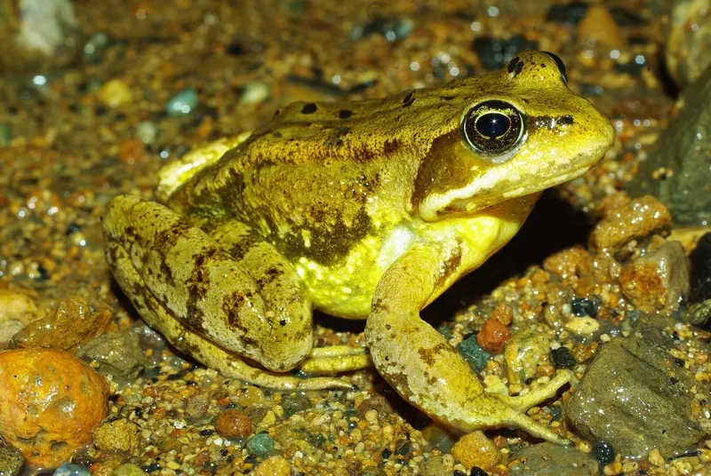 Khám phá ếch đồng là gì trong tự nhiên Việt