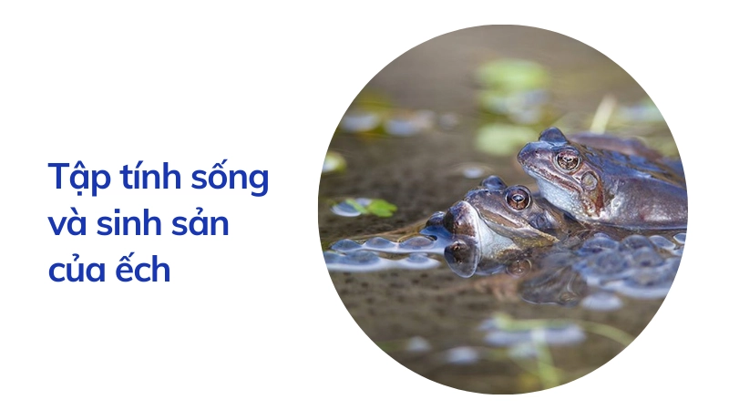 Thói quen sinh hoạt và sinh sản của ếch