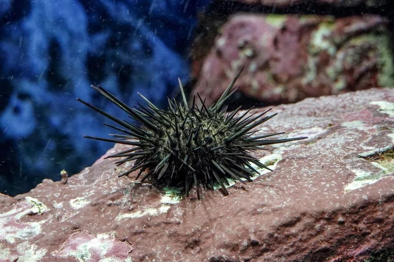 Vòng đời con cầu gai bắt đầu từ trứng đến trưởng thành