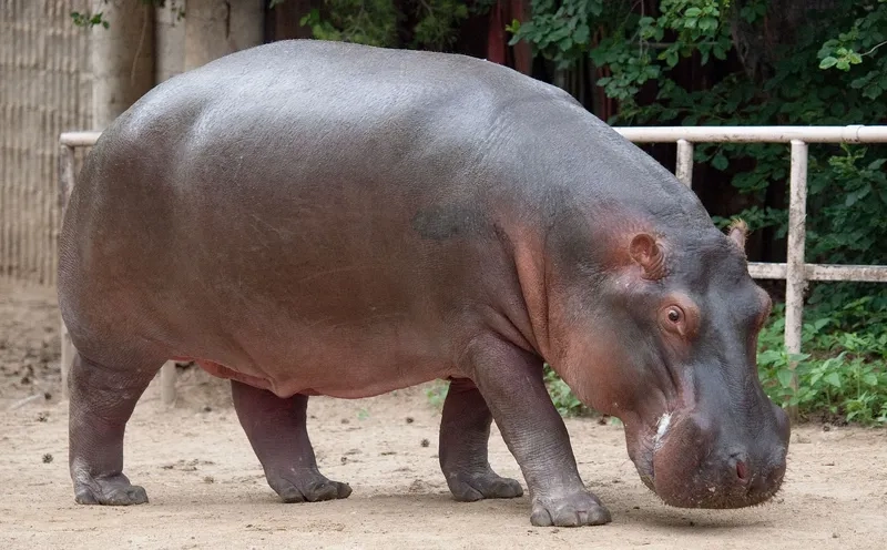 Hà mã có nguy hiểm không với con người