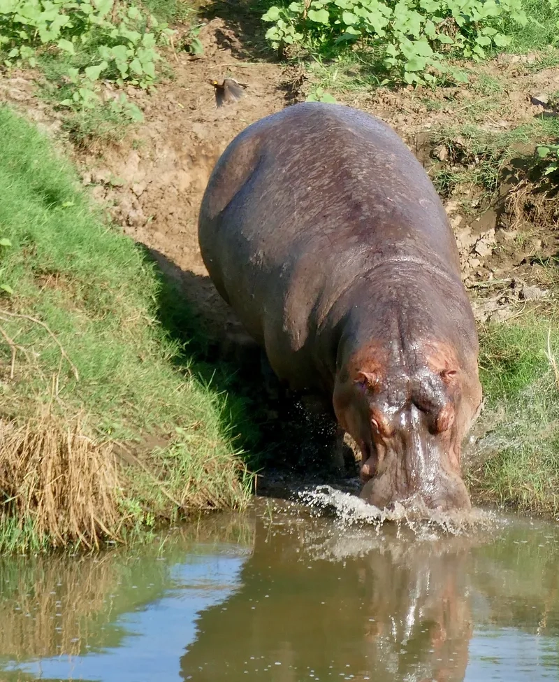 Hà mã bơi như thế nào dưới nước mát lạnh