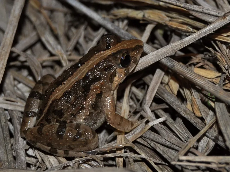 Khám phá môi trường sống của nhái bén bụng trắng