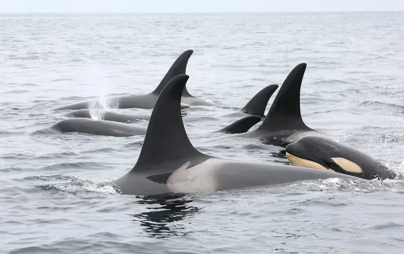 Orca pods di chuyển cùng nhau như gia đình đoàn kết