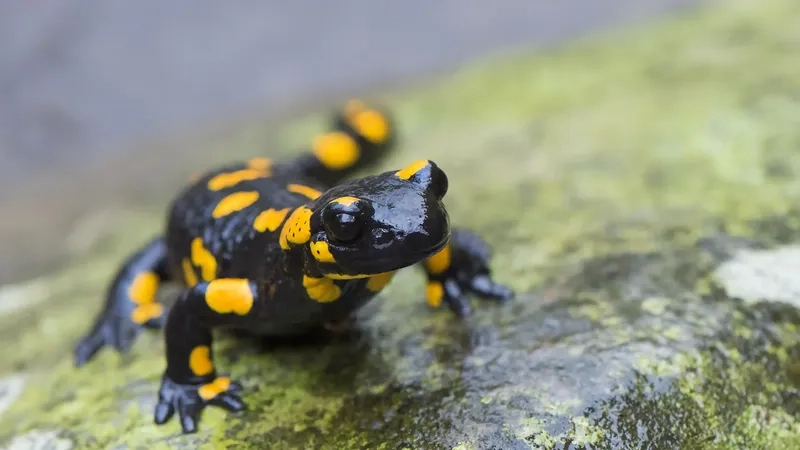 Hình ảnh Kỳ giông lửa trong văn hóa dân gian Việt Nam