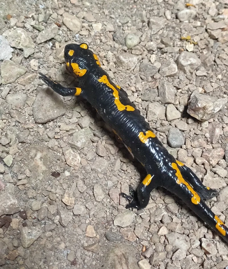 Hình tượng Kỳ giông lửa phương đông trong truyền thuyết