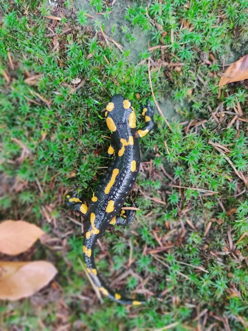 Câu chuyện Kỳ giông lửa trong truyền miệng dân gian