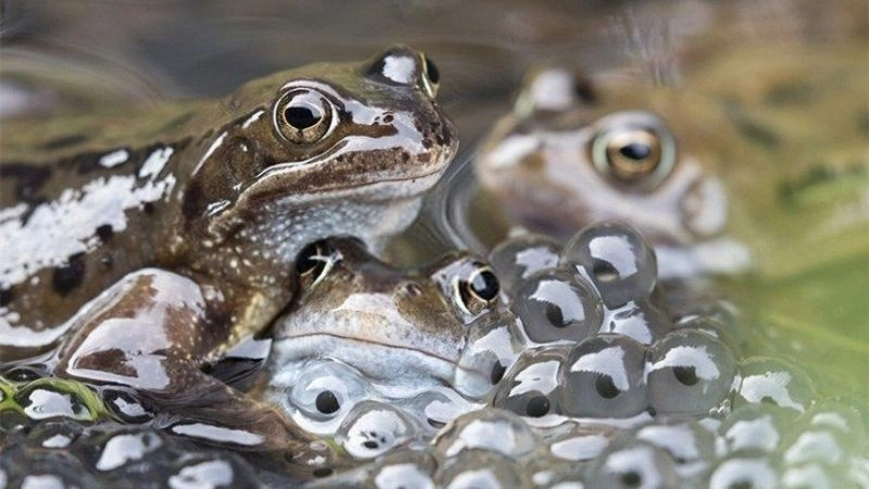 Mối liên hệ mật thiết giữa nước và sinh sản