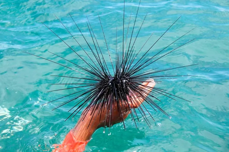 Cầu gai và san hô hòa hợp tạo cảnh quan biển tuyệt đẹp