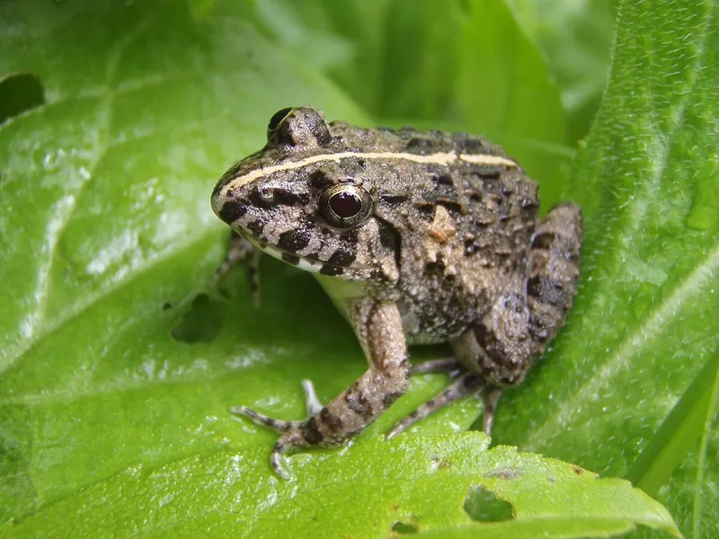 Thức ăn của nhái bén bụng trắng chủ yếu côn trùng nhỏ