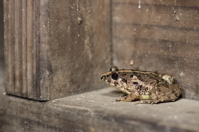 Vòng đời nhái bén bụng trắng từ ấu trùng đến trưởng thành