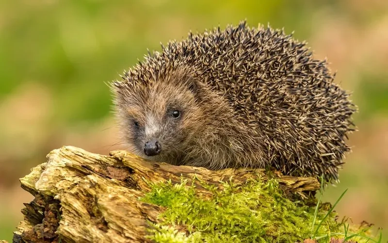 Khám phá nhím ăn gì để duy trì sức khỏe và năng lượng