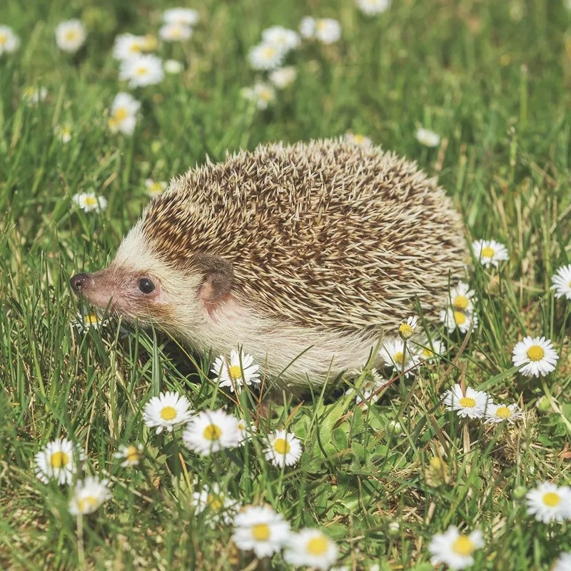 Chiêm ngưỡng nhím trong tự nhiên rừng Việt Nam